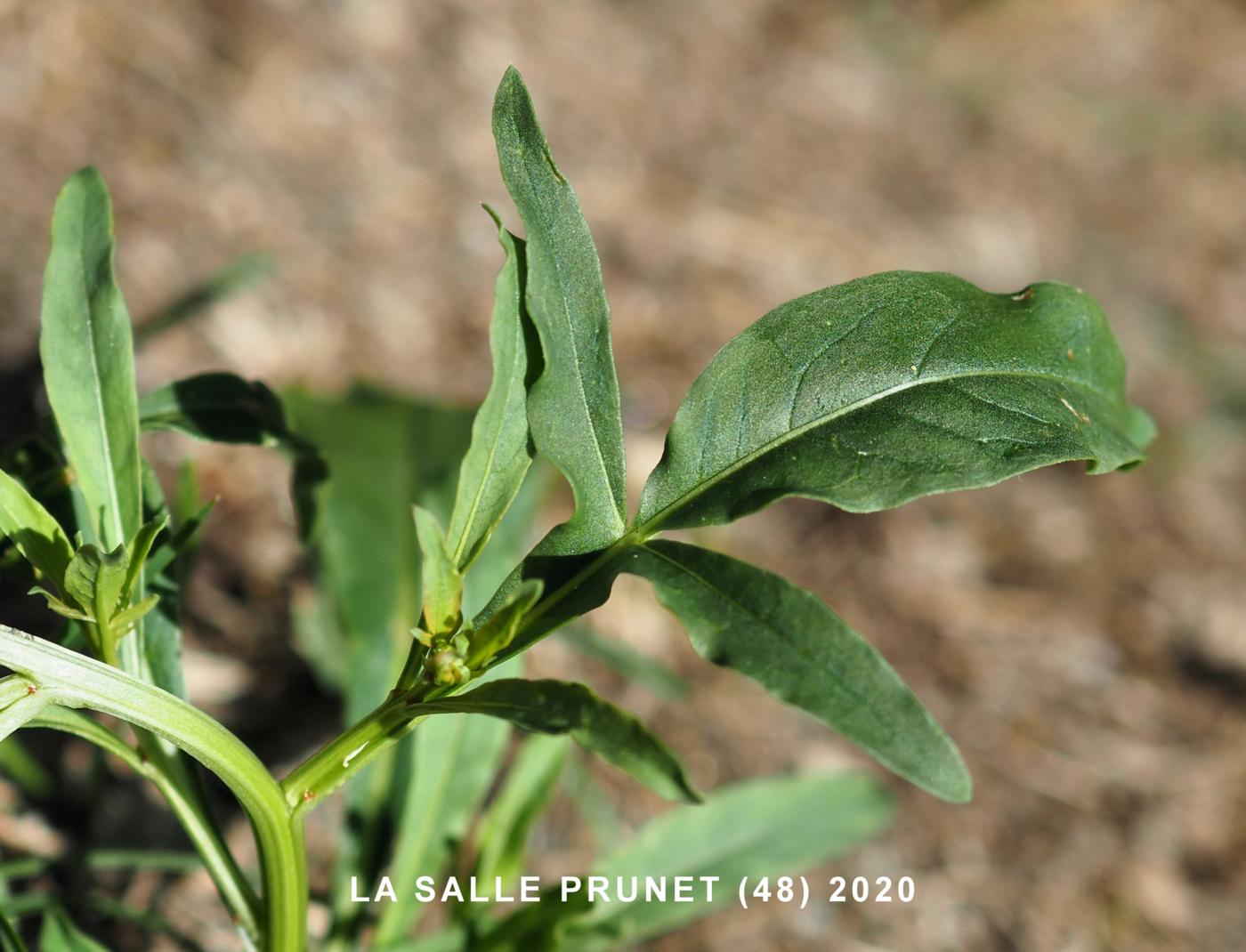 Mignonette of Jacquin leaf